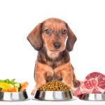 本当に知って欲しいドッグフードの正しい選び方5つのポイントと与え方