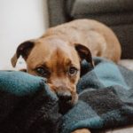 癌と診断されたら今直ぐフードをチェンジ!「みらいのドッグフード」は高いけど試す価値あり