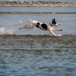 数々の受賞歴を誇るオリジン「オリジナルフード」の製造工程を公開