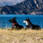 オリジン「シックスフィッシュ」は犬の本来の食事を再現!栄養ぎっしり6種類もの天然魚メインのフード