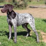 犬の皮膚の乾燥、痒みはドッグフードで改善!ダックレシピの「go!皮膚+被毛ケア」がお勧めです