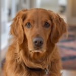 犬の食性に合わせた「キアオラ」は安心安全なニュージーランド産ドッグフード