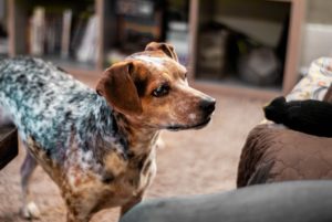 無添加国産ドッグフード「ヴィジョンズ　ラム＆フィッシュ」