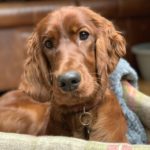 愛犬の白内障、緑内障予防に6つの有効成分配合のアイケアサプリ「毎日愛眼」私のおすすめです。