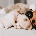 肝臓や膵臓の健康のためにおすすめ低脂質ドッグフード7選