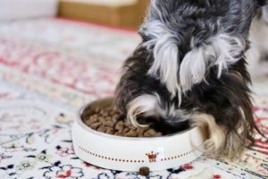 ドッグフードをランキングで選ぶのは危険！必ず原材料で選びましょう