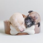 ドッグフードは原材料と成分値で選ぶ！国産フード別原材料一覧