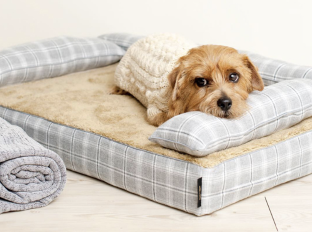 愛犬の極上ベッド「アンベルソ」はまるでトゥルースリーパー！ワンランク上の犬用ベッドです