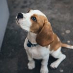 フードを食べない愛犬には生肉以上のチルドフード「ブッチ」ニュージーランドから