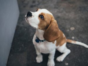 フードを食べない愛犬には生肉以上のチルドフード「ブッチ」ニュージーランドから