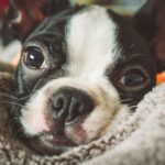 ストレスが病気を作ってる？今日から始める愛犬のストレスケア