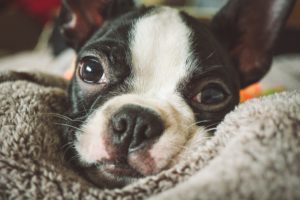 ストレスが病気を作ってる?今日から始める愛犬のストレスケア