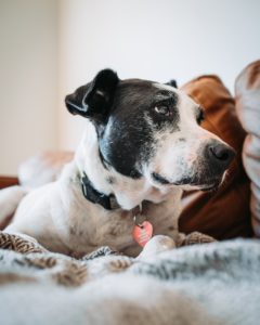 食物アレルギーから愛犬を救う!毎日の食事選びで最も大切なこと
