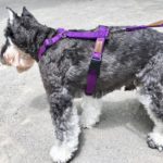 イタリア製「ペルロスハーネス」は世界27カ国で愛される犬の体に優しいオーダーメイド感覚のドッグハーネス