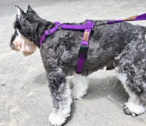 イタリア製「ペルロスハーネス」は世界27カ国で愛される犬の体に優しいオーダーメイド感覚のドッグハーネス