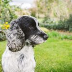 K9ナチュラルの魔法のトッピングでフードは変えずに栄養価アップ!「グリーントライプ」