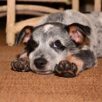 犬を飼いたい！どの犬種にする？まずは犬種選びで考えるべきこと