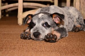 犬を飼いたい!どの犬種にする?まずは犬種選びで考えるべきこと