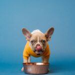 愛犬の水分足りてますか?冬こそ水を意識的に摂りたい3つの理由