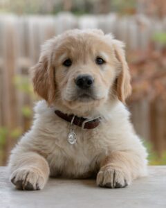 愛犬に食べさせたい!肝臓を労る春にオススメの食材