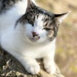 犬猫兼用美味しい無添加おやつ「モグリッチ」は色々使える便利アイテム