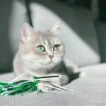 食いつきにびっくり!モグニャンキャットフードは偏食気味な猫ちゃんにおすすめです。