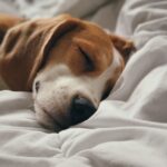 2024年最新!愛犬の腎臓病のための選りすぐりの療法食ドッグフード