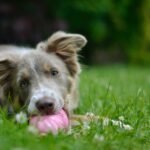 犬のストレスサインに気付いていますか?