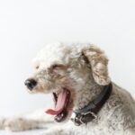 愛犬のアレルギーに（ポテト・米・大豆・エンドウ豆・小麦・タラ）を含まないドッグフードをピックアップ