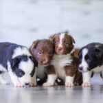 大型犬子犬の繊細な成長期のための選りすぐりのドッグフード7選