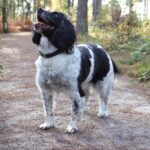 「EMPIREエンパイア 」は消化吸収率90%以上!栄養設計情報開示全てにおいて素晴らしすぎるフードでした