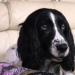 胃腸が敏感で繊細な愛犬のための高消化性の原材料を使用した胃腸サポート消化器ケアフード