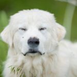 愛犬のアレルギーに（ポテト・米・大豆・エンドウ豆・小麦・タラ）を含まないドッグフードをピックアップ