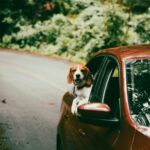 旅する犬のごはんにはフリーズドライドッグフードがベストマッチ！その理由を解説