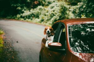 旅する犬のごはんにはフリーズドライドッグフードがベストマッチ！その理由を解説