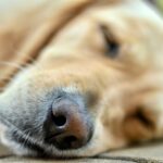 アポキルが手放せない犬にsowakaフードの”体質改善”という選択肢は有効？共通するパターから考えてみました