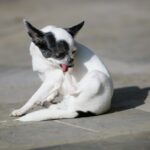 犬のかゆみとドッグフードの関係を考える｜アトピー・食物アレルギーで悩んだ時のフード選び