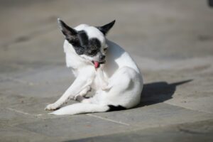 犬のかゆみとドッグフードの関係を考える｜アトピー・食物アレルギーで悩んだ時のフード選び