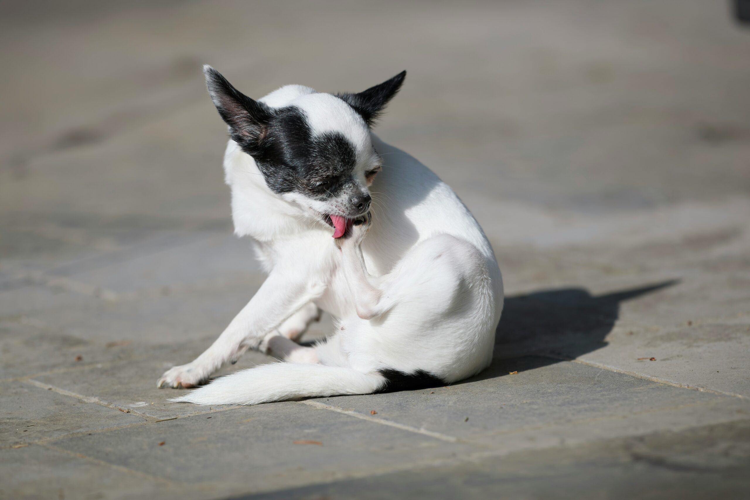 犬のかゆみとドッグフードの関係を考える|アトピー・食物アレルギーで悩んだ時のフード選び